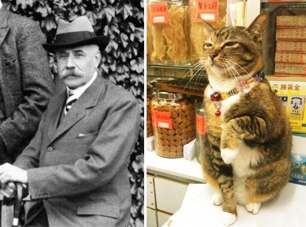 Cat composer lookalike Elgar