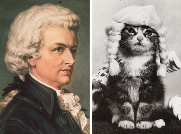 Cat composer lookalike Mozart