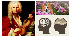 Vivaldi brain