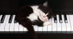 cat sleeping piano kitten