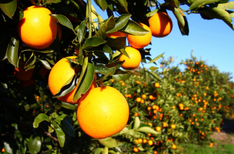 Florida oranges Koanga Calinda