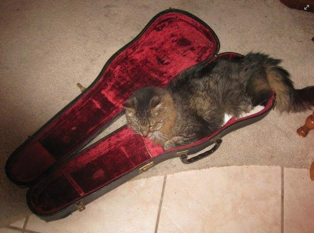 animals in instrument cases