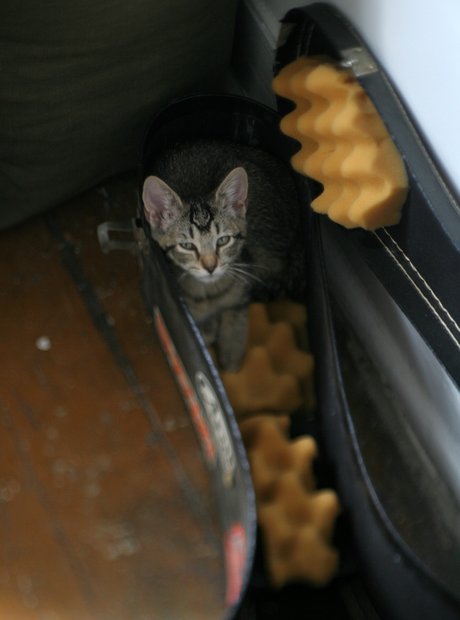 animals in instrument cases