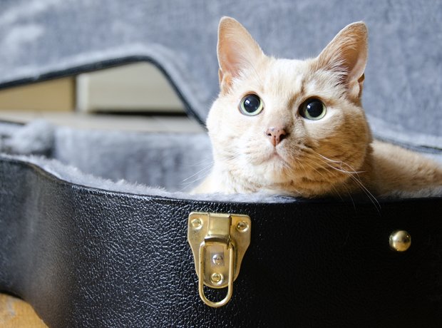 animals in instrument cases