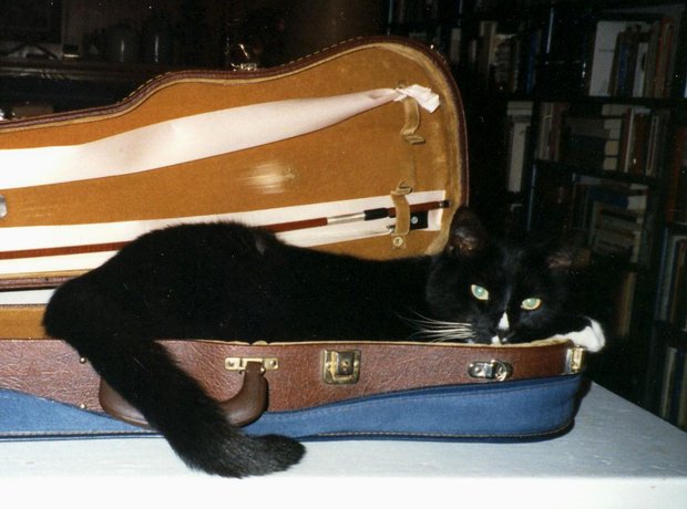 animals in instrument cases