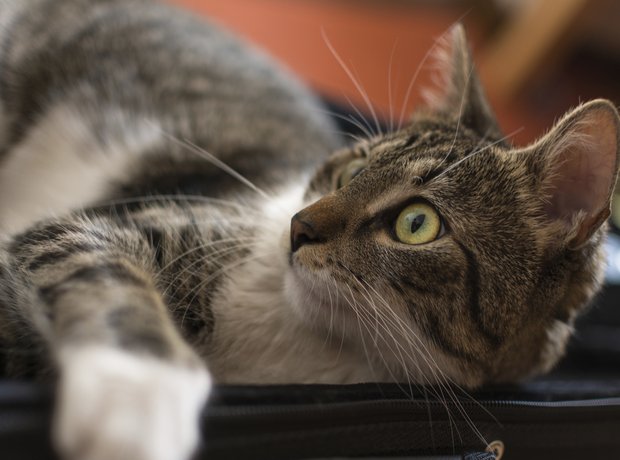 animals in instrument cases