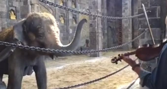 elephant family violin duet