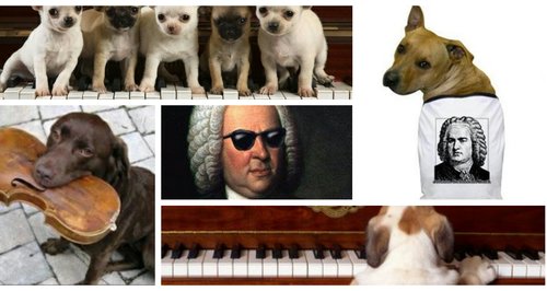 Bach dog gifs