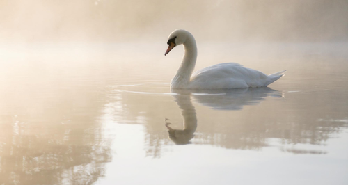 swan