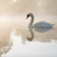 Image 10: swan