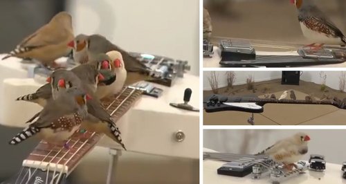 birds playing electric guitar