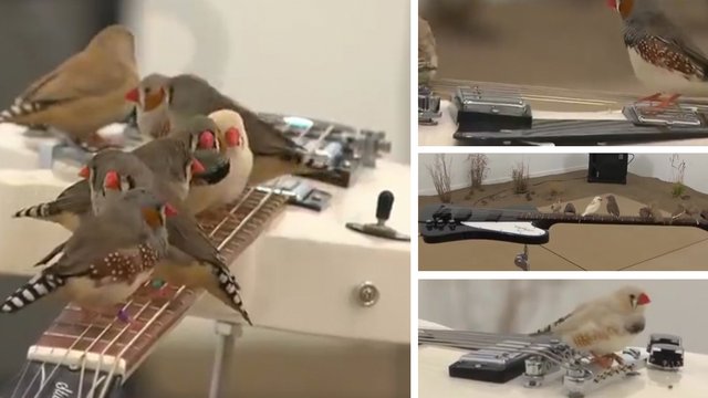 birds playing electric guitar