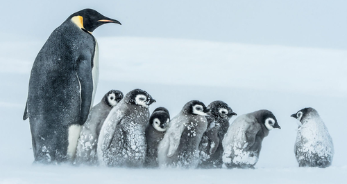 Frozen Planet penguins