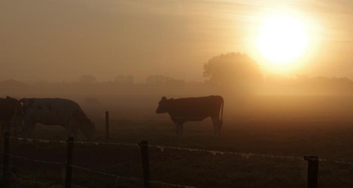 cows meadow sunset