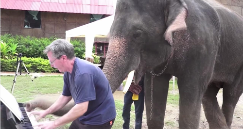 Peter the elephant plays piano