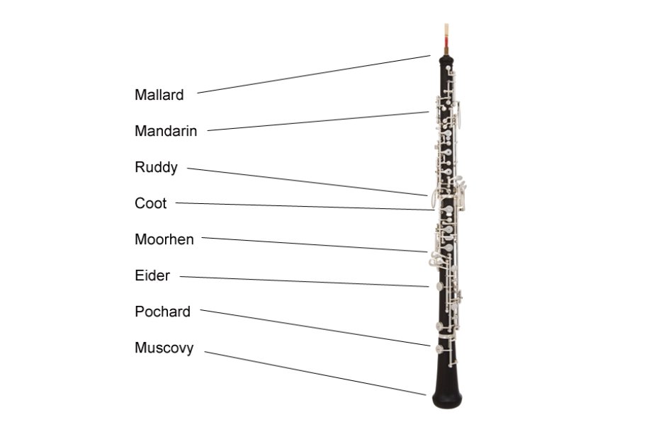 Каким инструментам относится кларнет. Гобой строение. Строение кларнета. Строение кларнета схема. Фагот строение инструмента.
