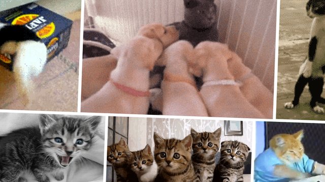 music history in cat gifs