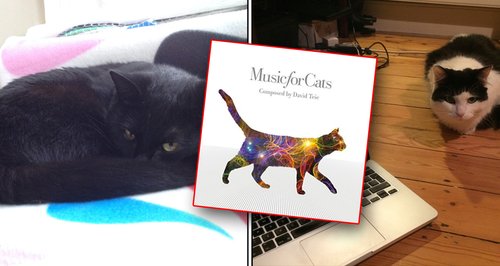 music for cats test