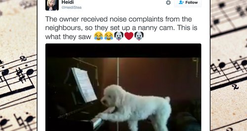 dog piano