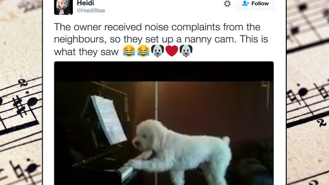 dog piano