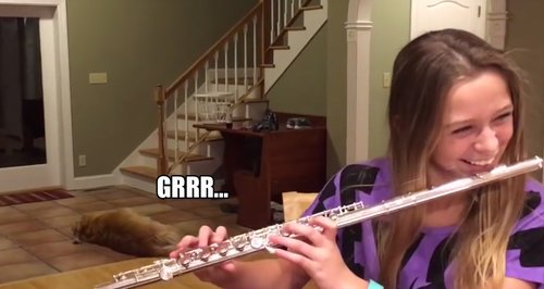 dog hates flute