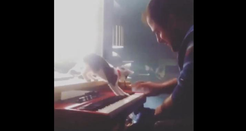 Cat composer Alexander Livitsanos