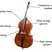 Image 2: Double Bass diagram