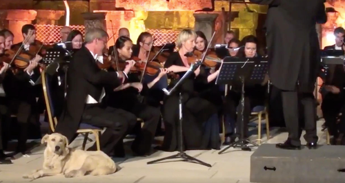 Dog interrupts orchestra