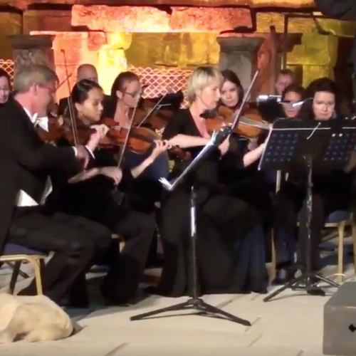 Dog interrupts orchestra
