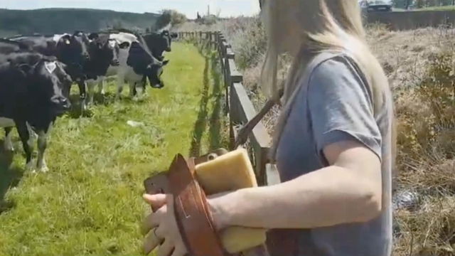 Sharon Shannon cows Irish jig