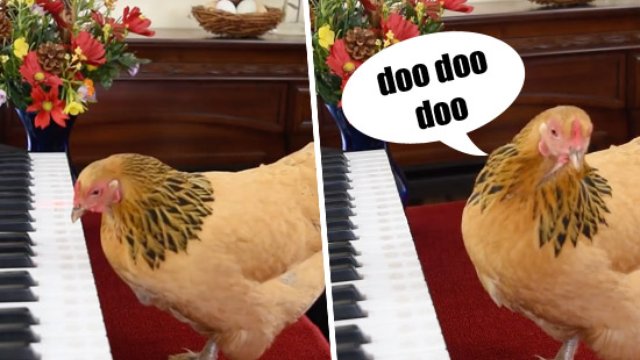 Chicken aria - O mio babbino caro