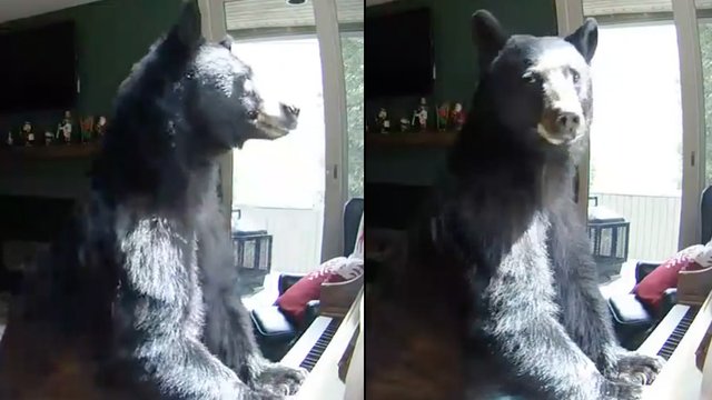 An Actual Bear Broke Into Someones House And Played Piano Classic Fm