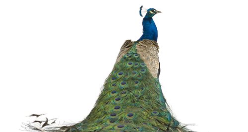 Peacock