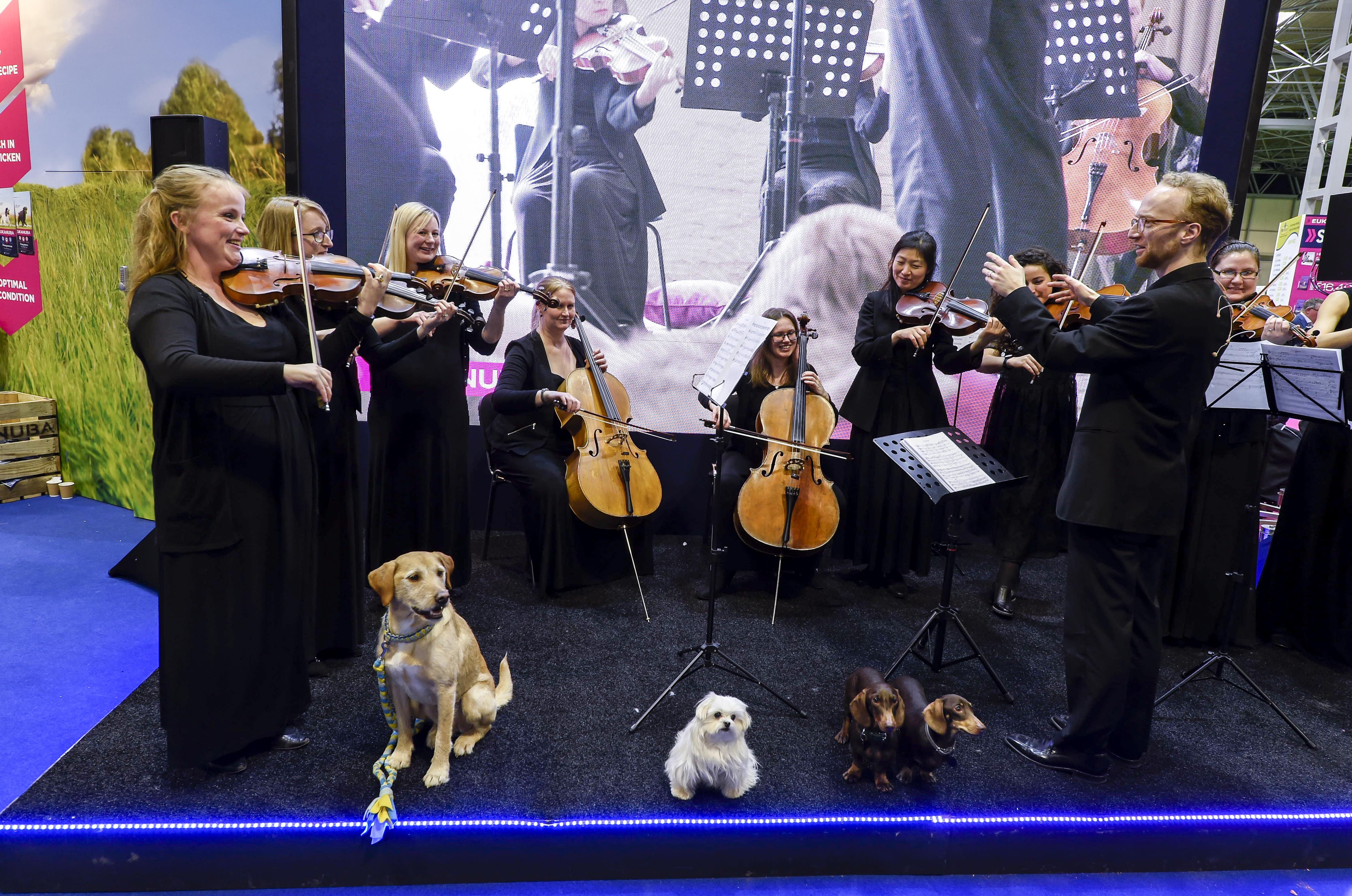 A Dog's Tale orchestra at Crufts
