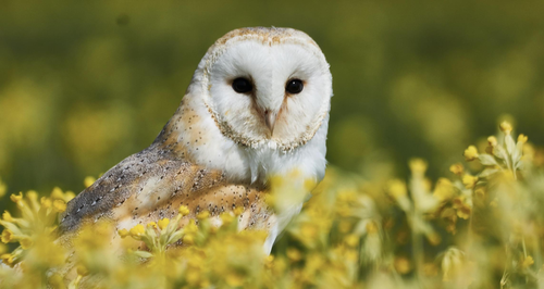 Hawk Conservancy