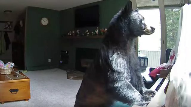 bear plays piano