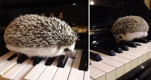 Marutaro hedgehog plays jazz piano